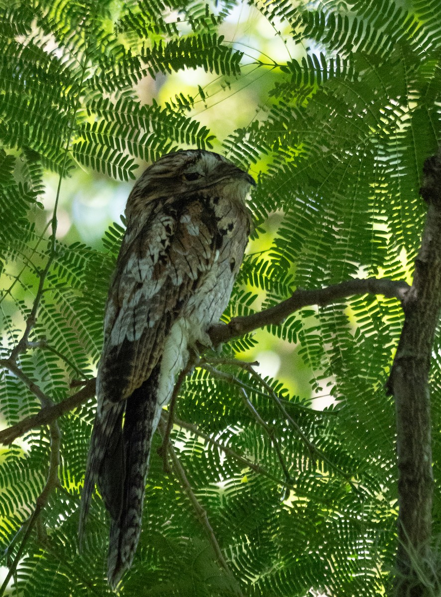Northern Potoo - ML642355431