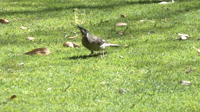 Red Wattlebird - ML642355437
