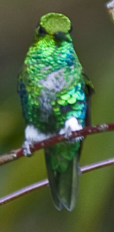 Emerald-bellied Puffleg - ML642355439