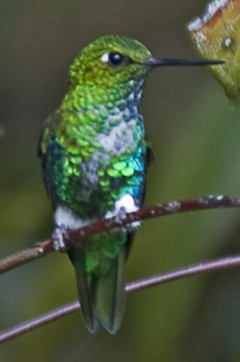 Emerald-bellied Puffleg - ML642355440