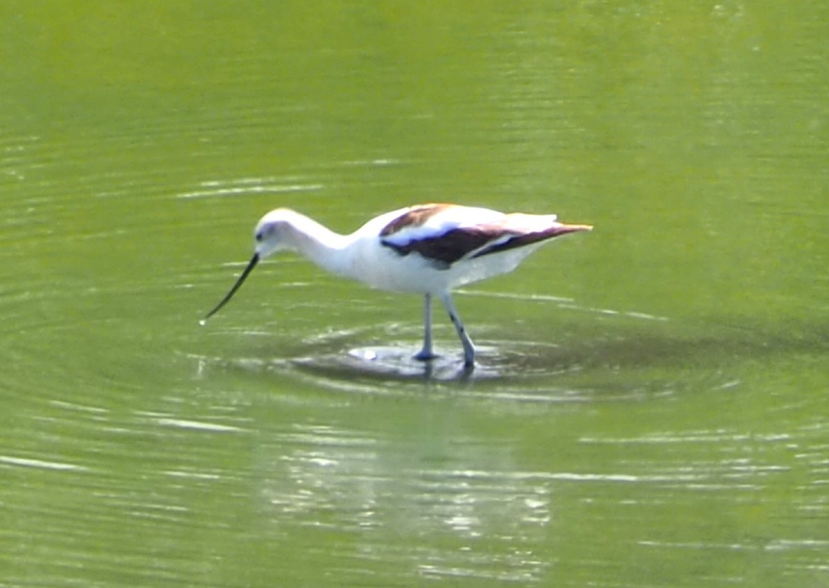 American Avocet - ML642355449