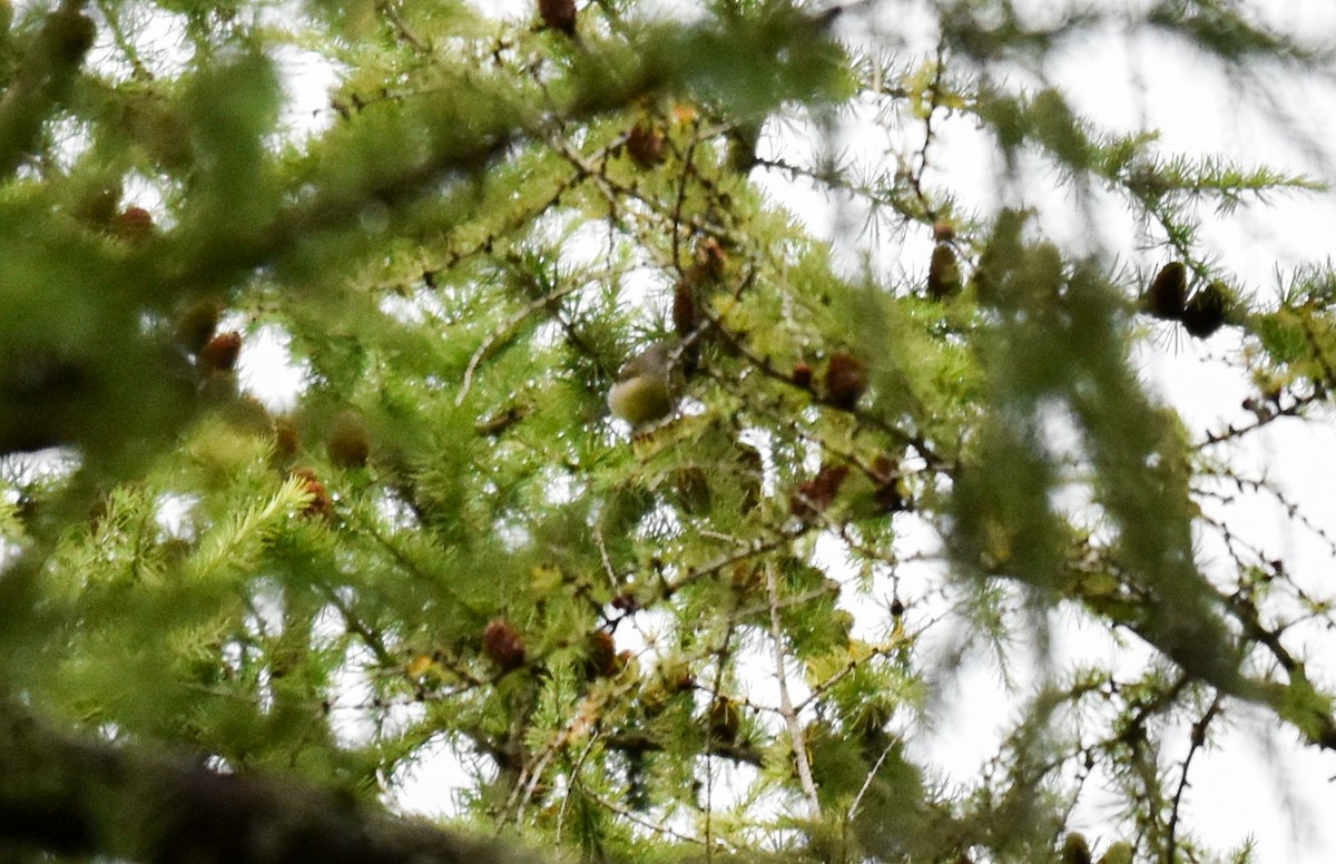Citril Finch - ML642355458