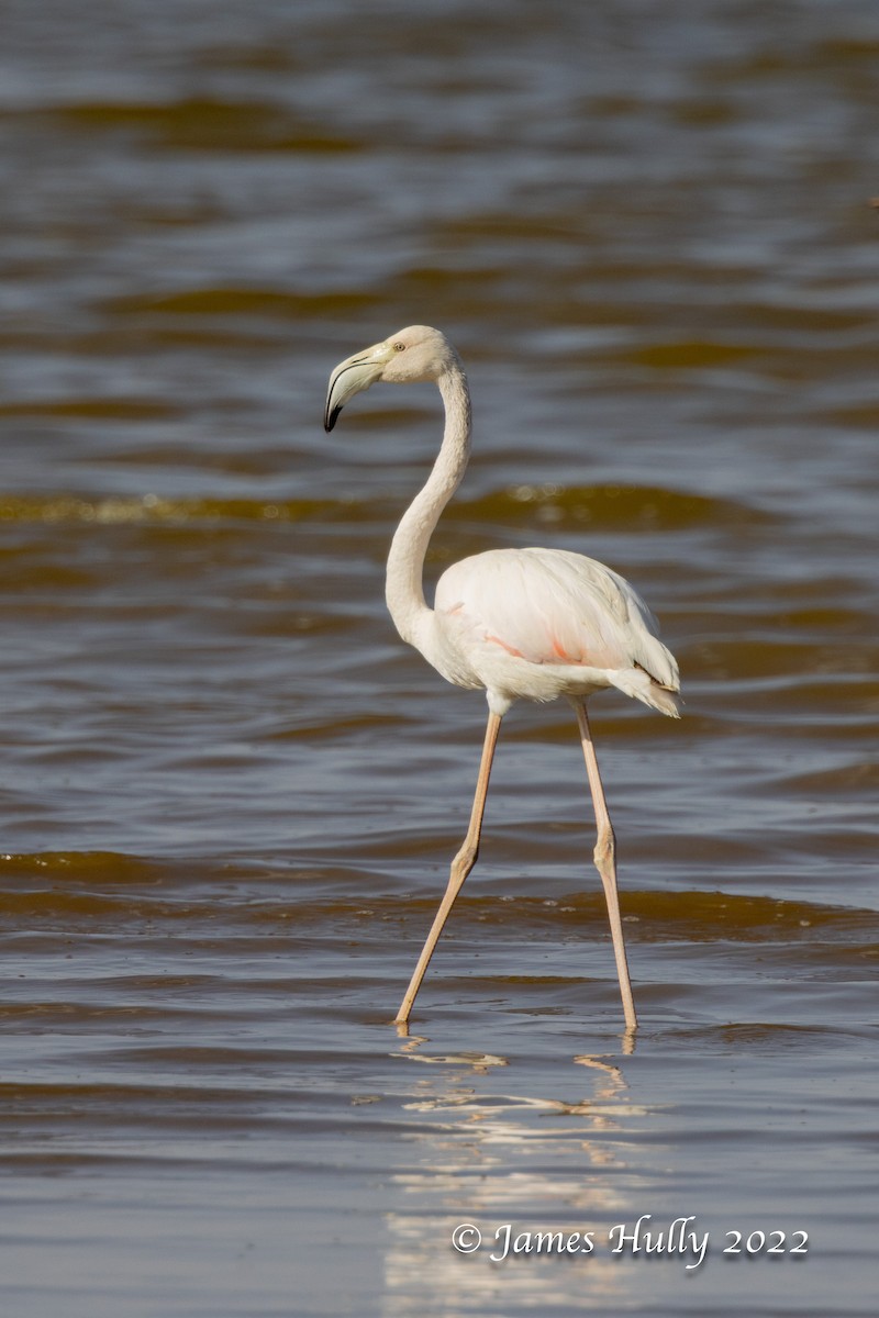 rosenflamingo - ML642355463