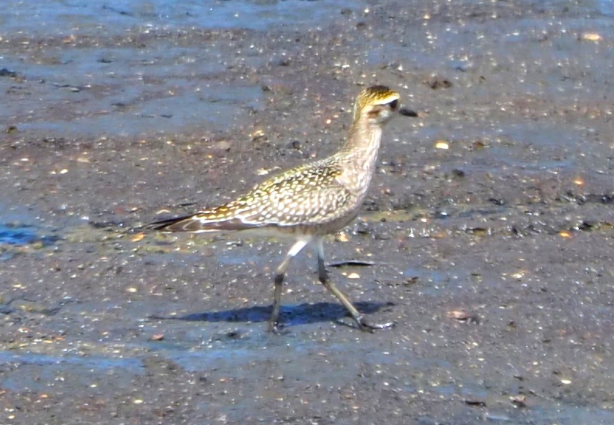 American Golden-Plover - ML642355464