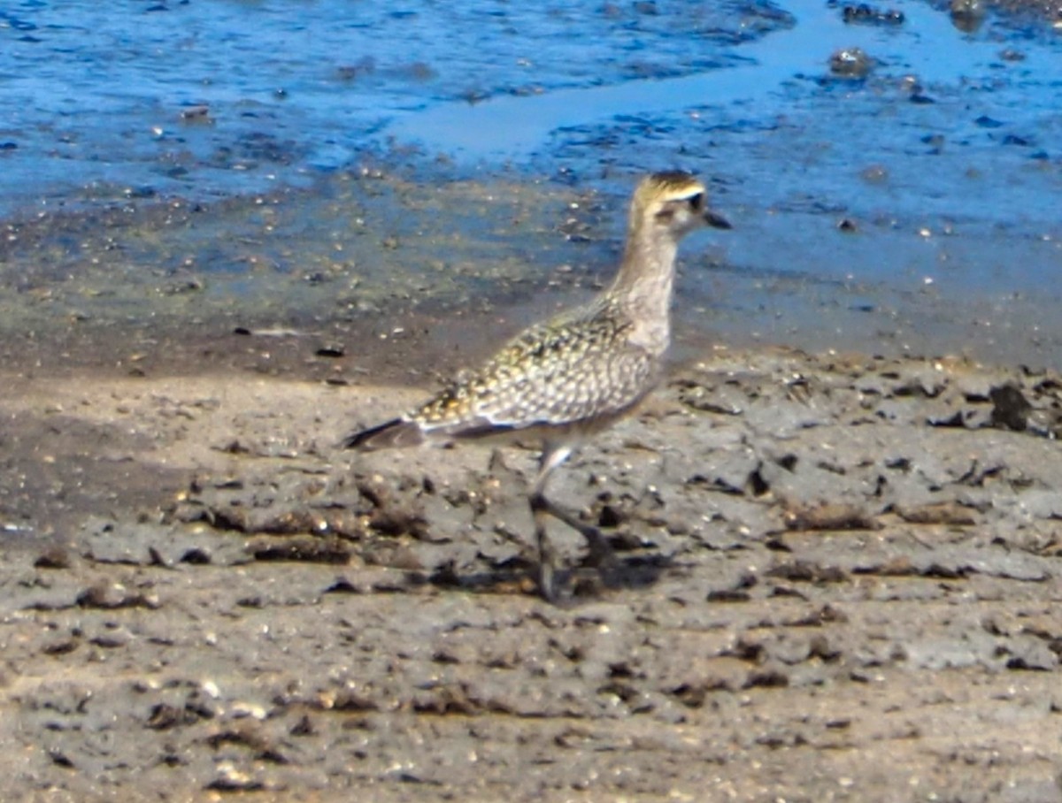 American Golden-Plover - ML642355465