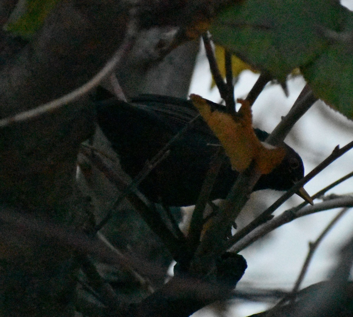 Eurasian Blackbird - ML642355473