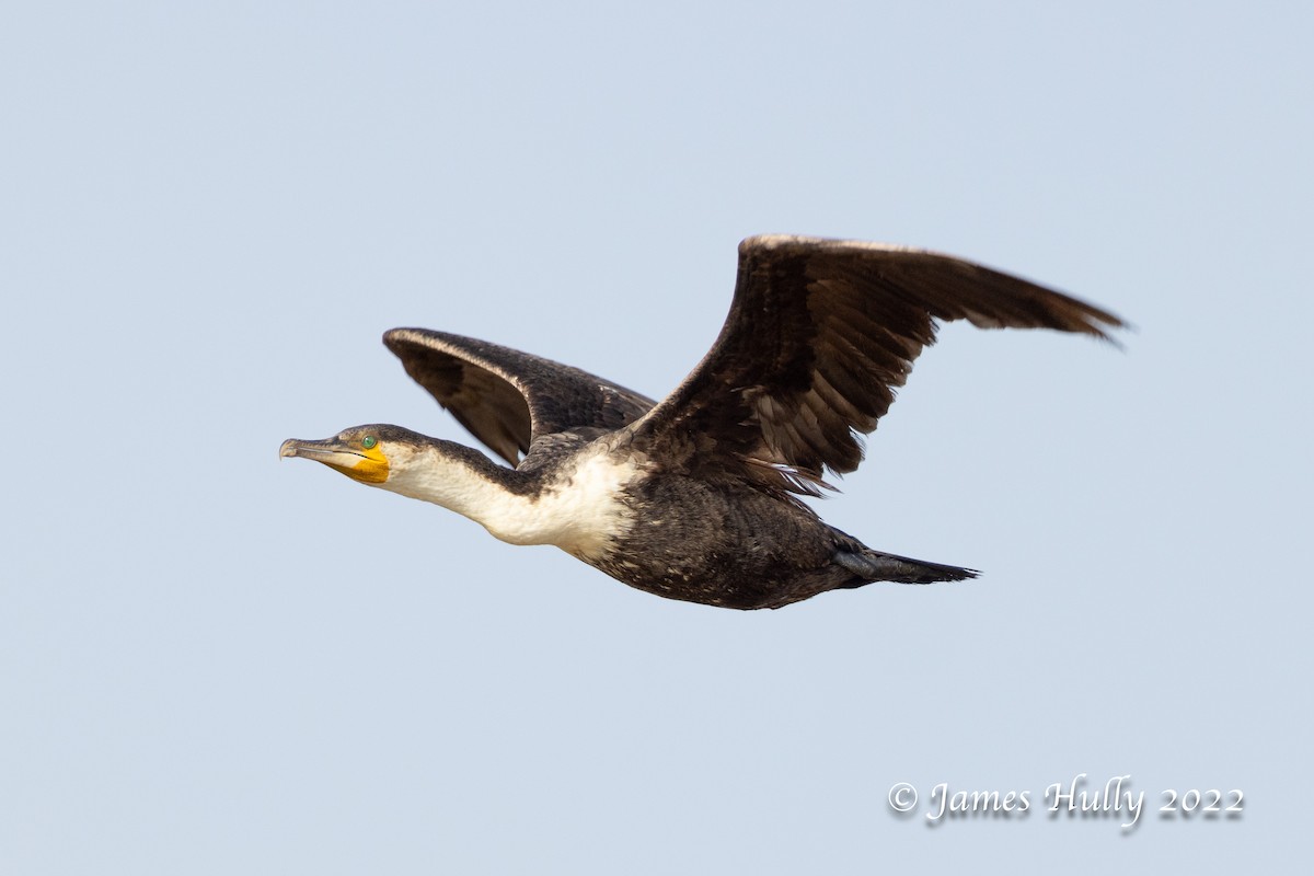 Grand Cormoran (lucidus) - ML642355484