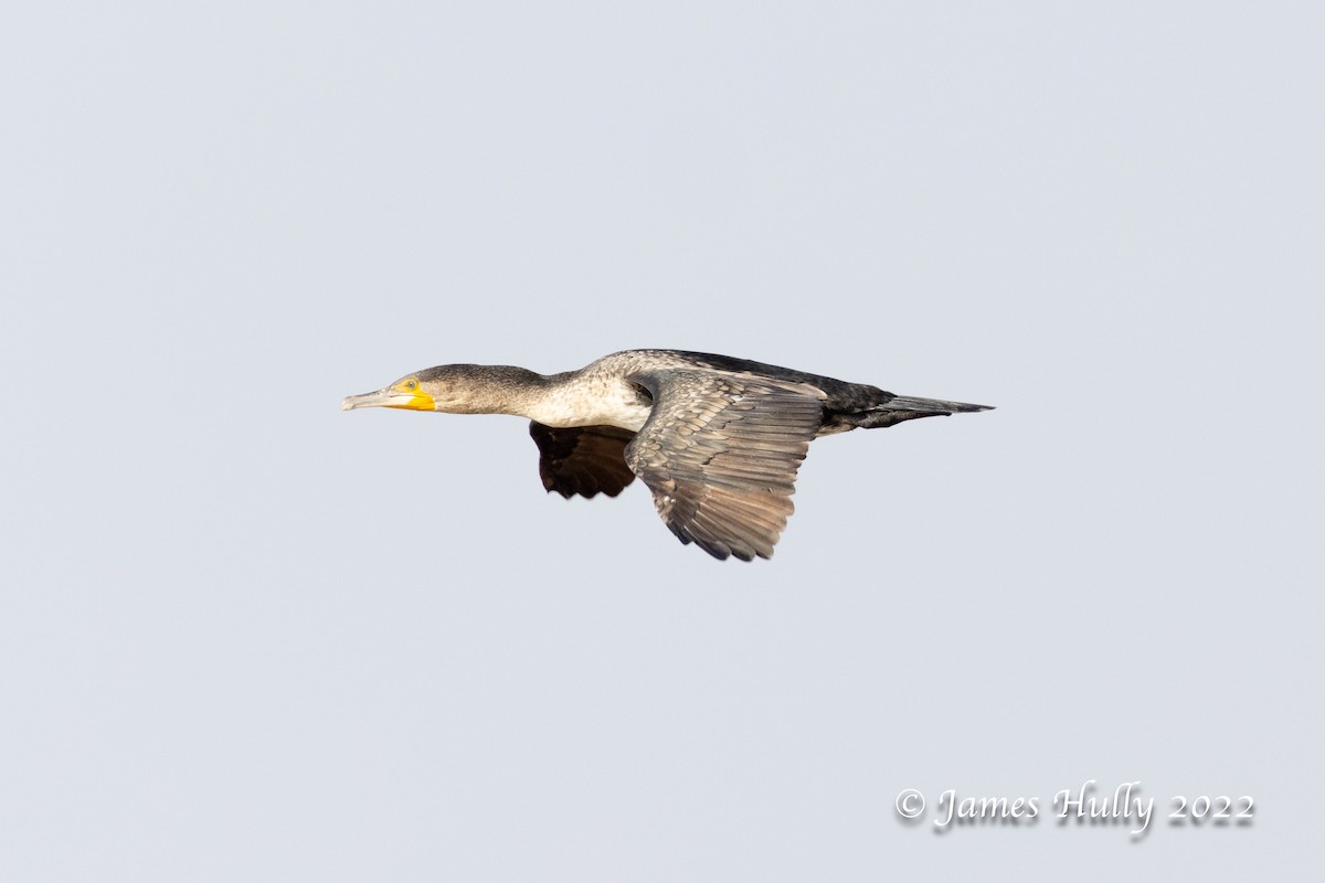 Grand Cormoran (lucidus) - ML642355487