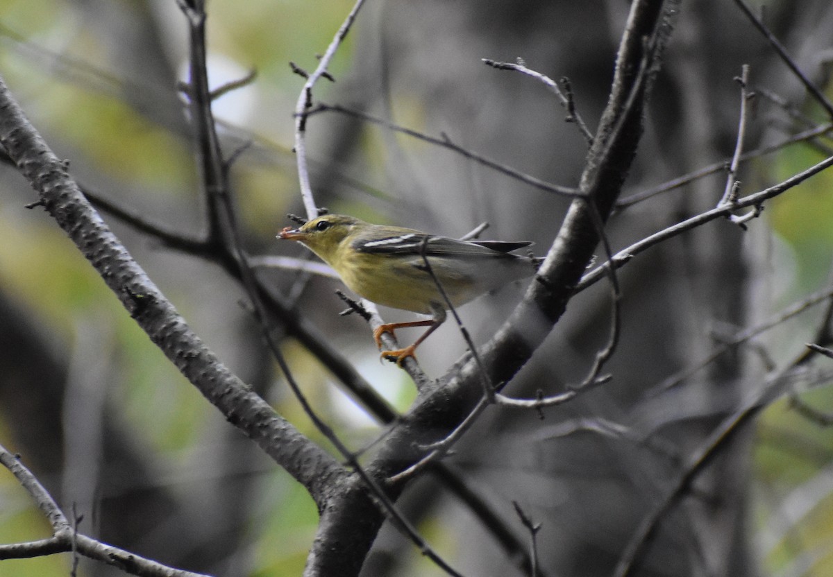 Blackpoll Warbler - ML642355488