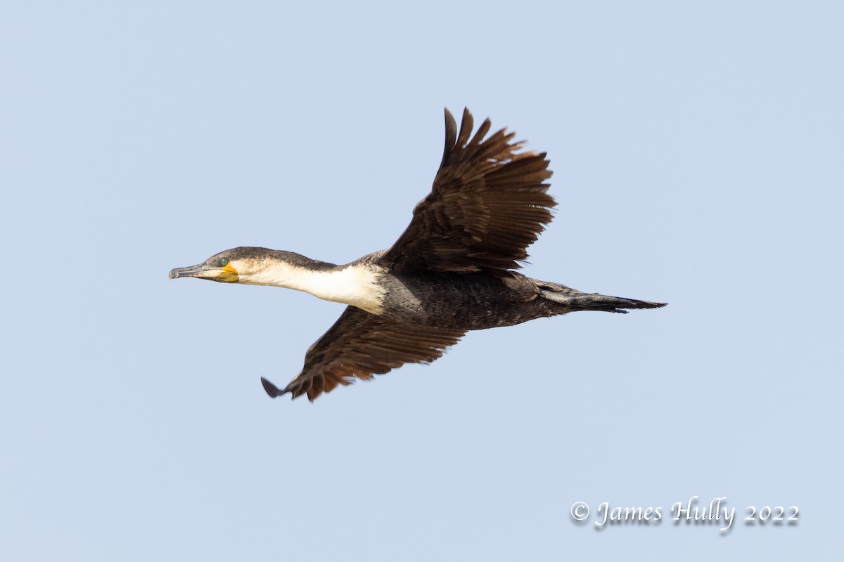 Grand Cormoran (lucidus) - ML642355490