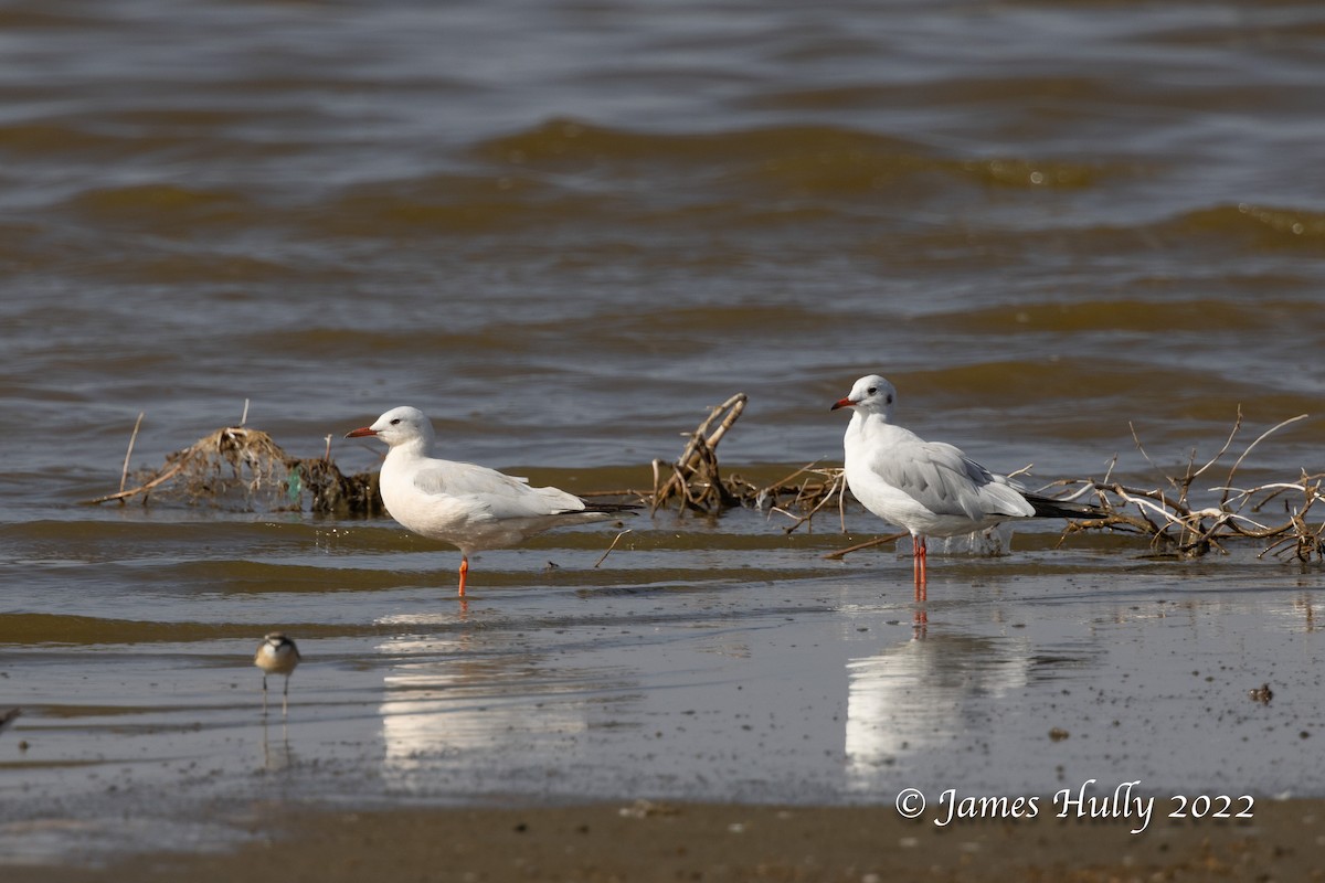 Mouette rieuse - ML642355499