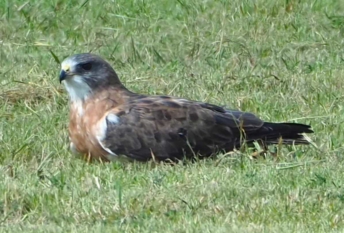 Swainson's Hawk - ML642355501
