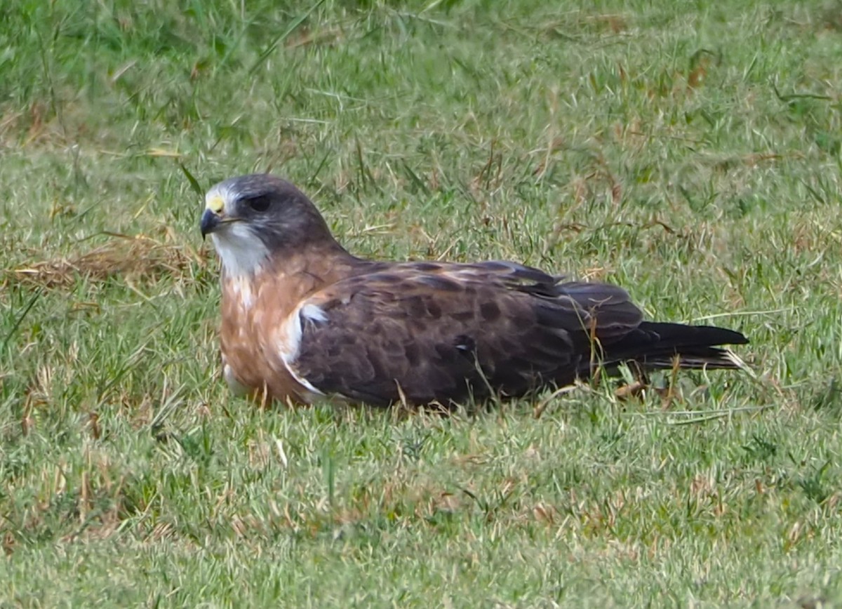 Swainson's Hawk - ML642355502