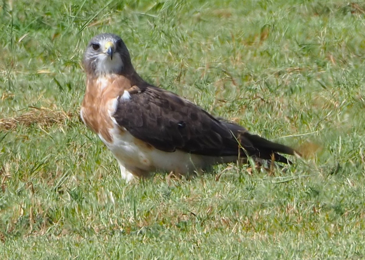 Swainson's Hawk - ML642355503