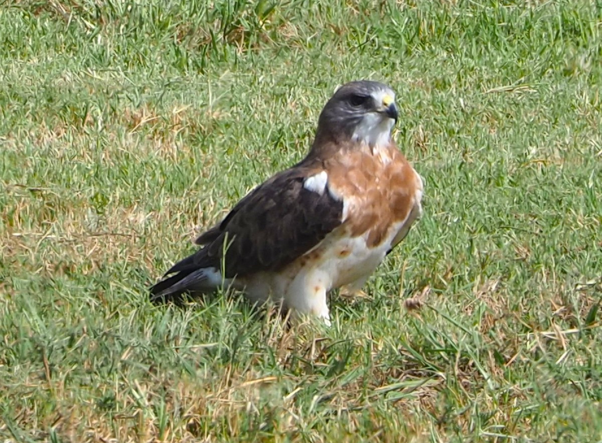 Swainson's Hawk - ML642355504