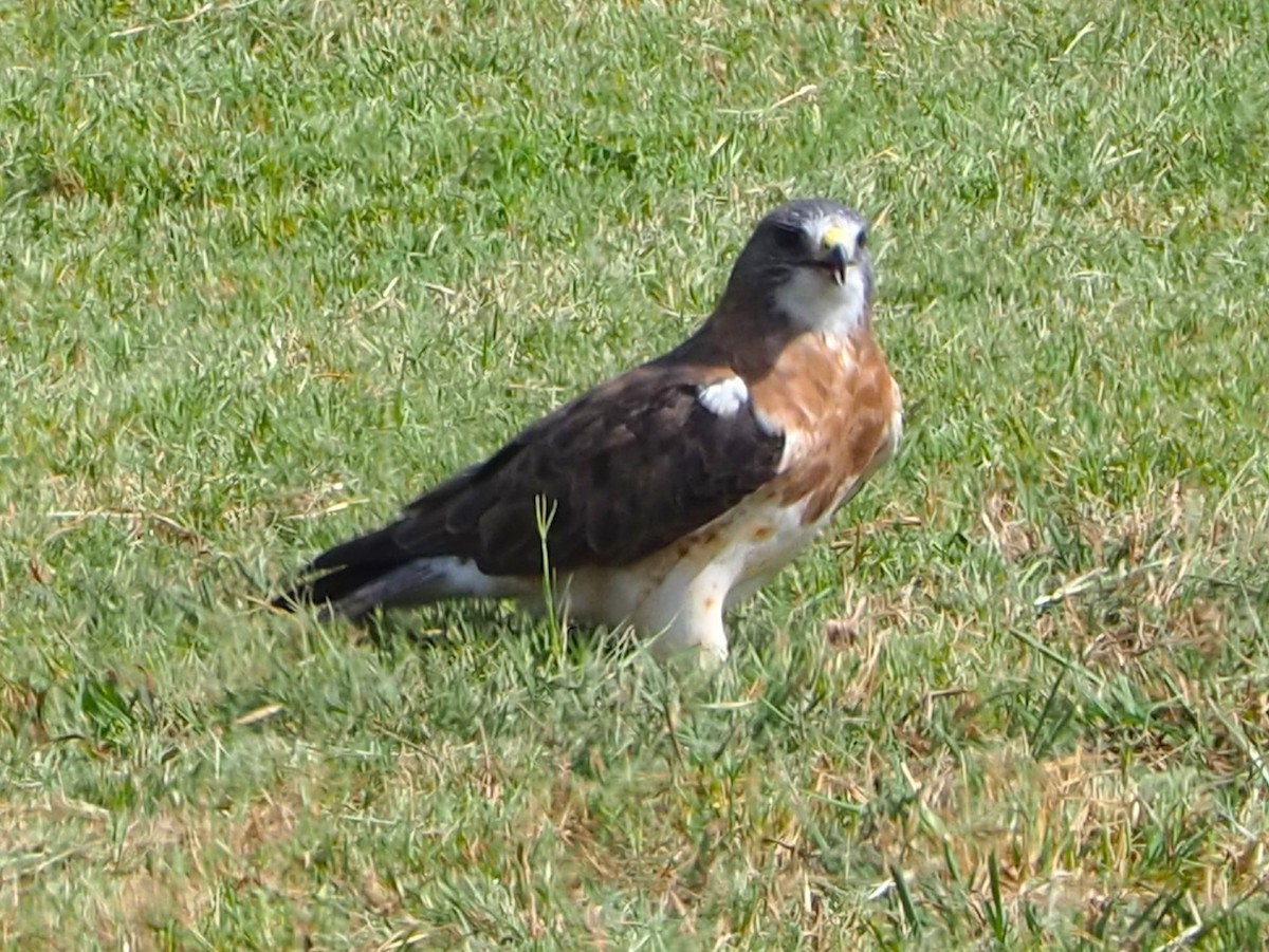 Swainson's Hawk - ML642355505