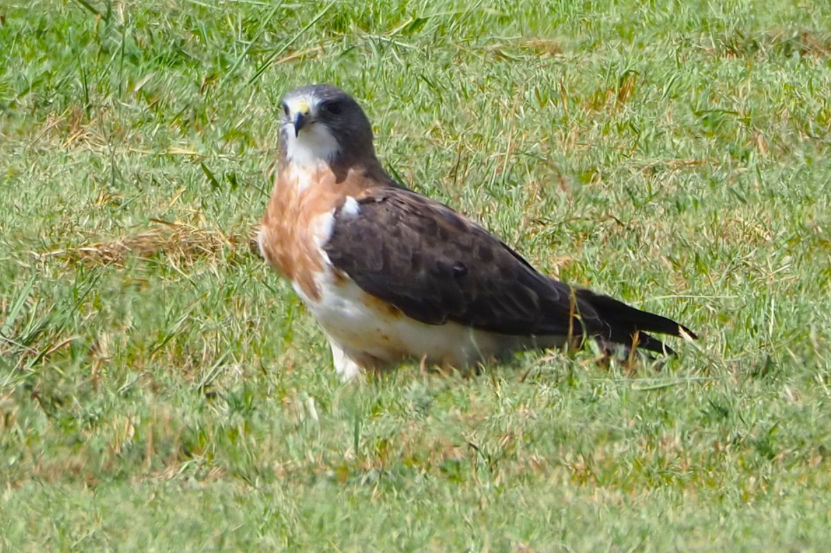 Swainson's Hawk - ML642355506