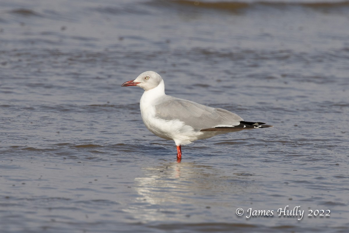 Mouette à tête grise - ML642355507