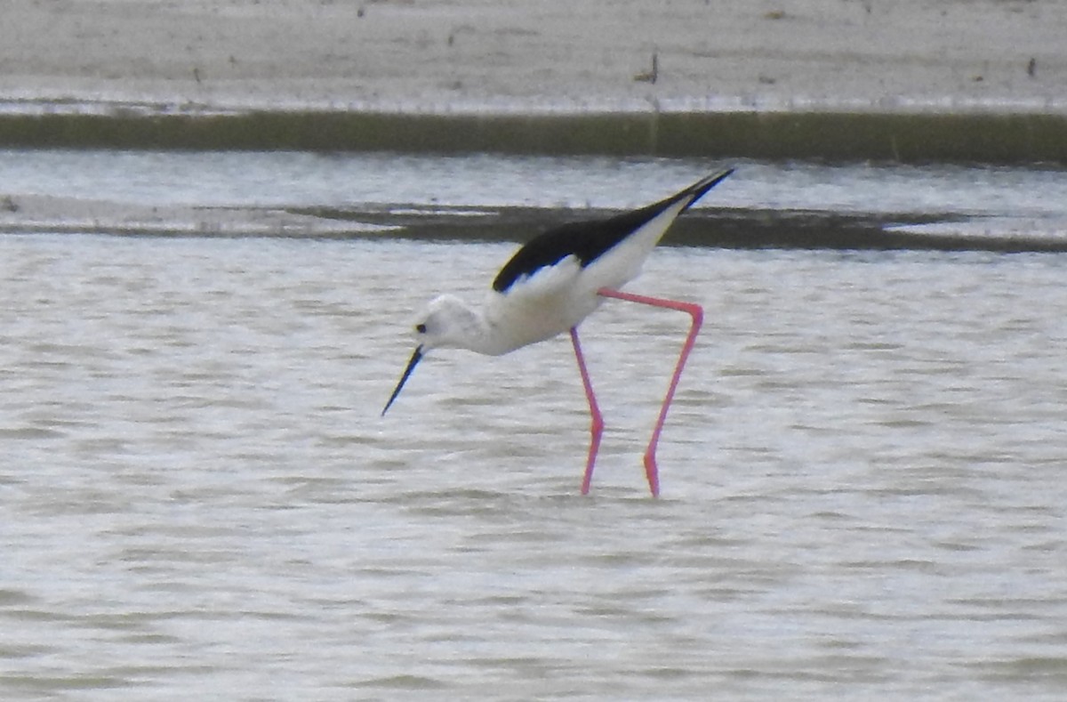 Black-winged Stilt - ML642355508