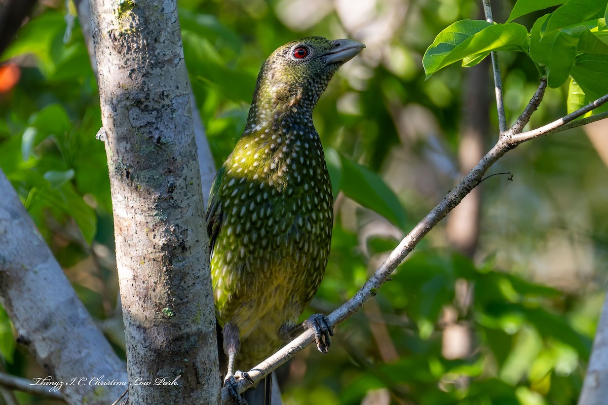 Green Catbird - ML642355509