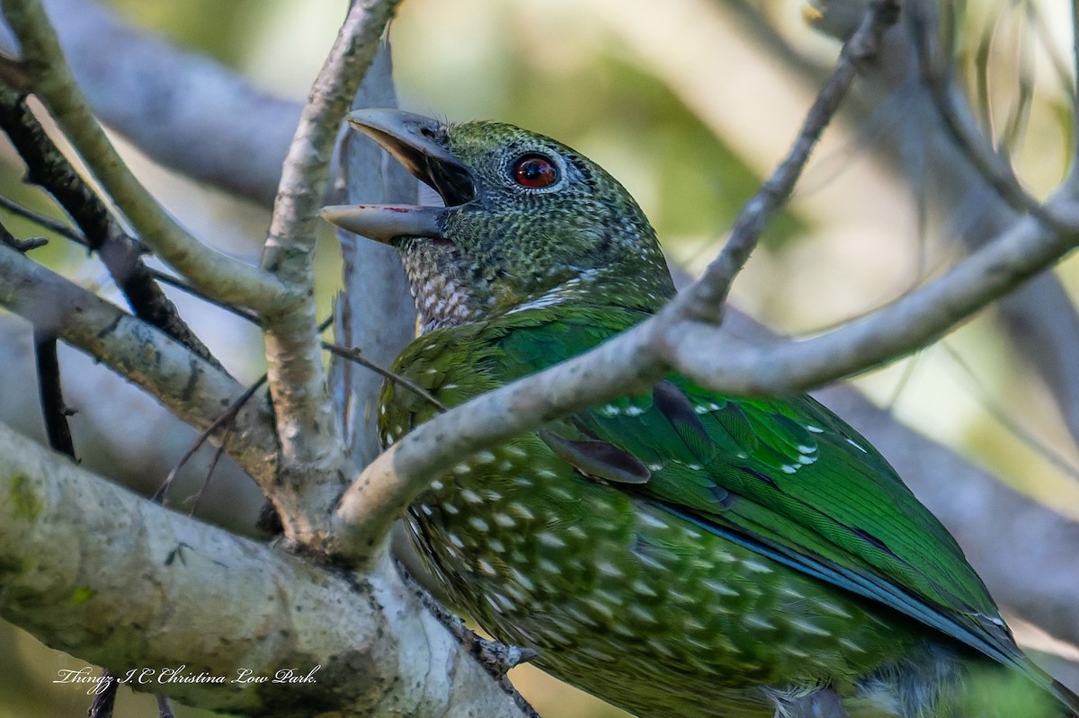 Green Catbird - ML642355510