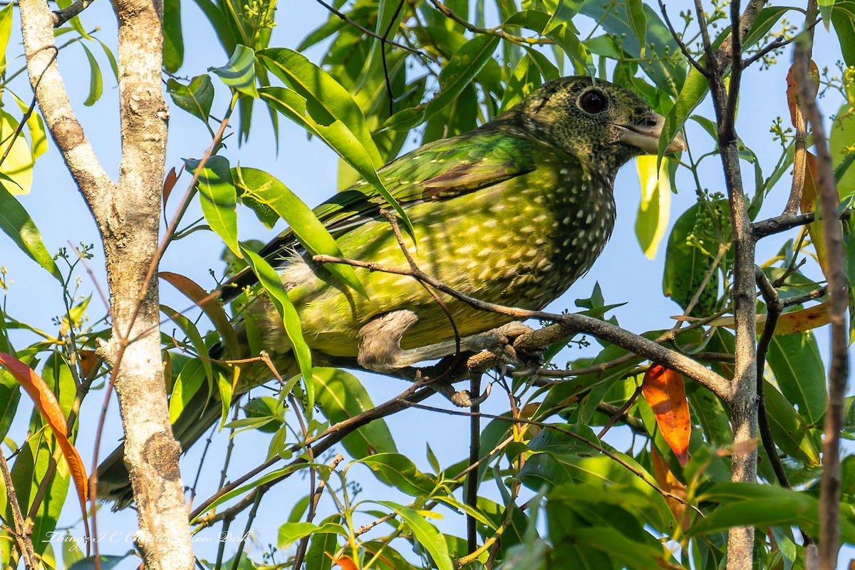 Green Catbird - ML642355511