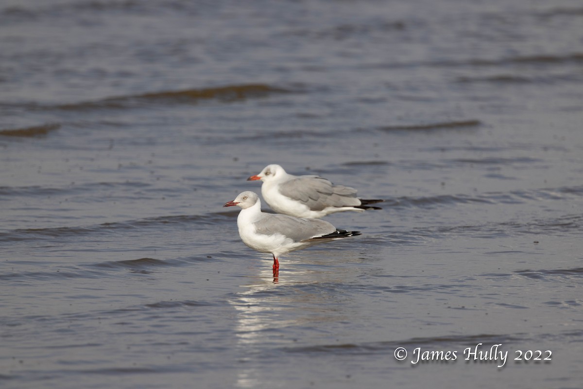 Mouette à tête grise - ML642355518