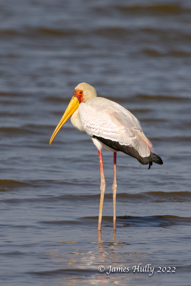 Tantale ibis - ML642355527