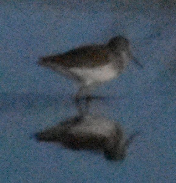 Kuliska (Tringa) sp. - ML642355529