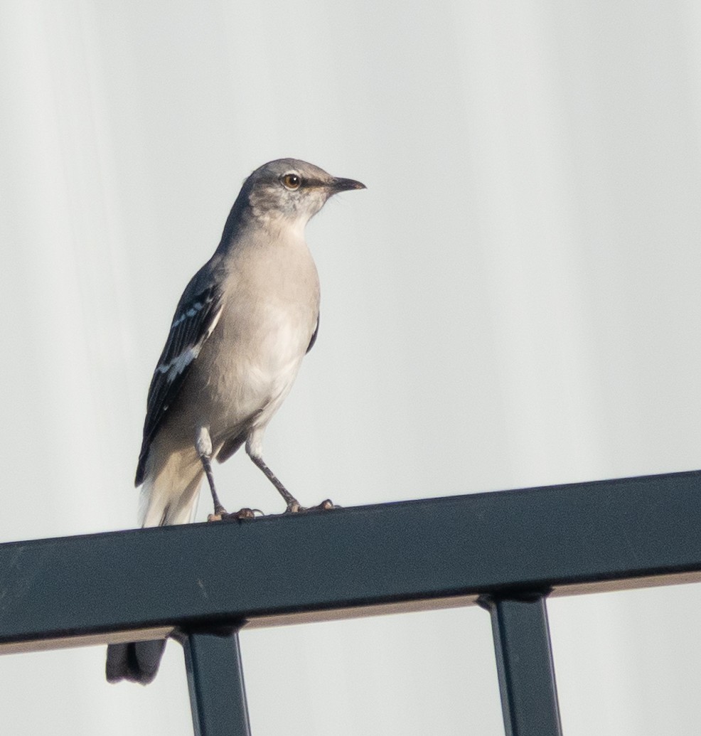 Northern Mockingbird - ML642355530
