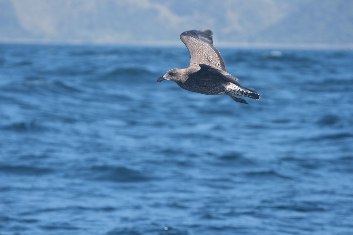 Kelp Gull - ML642355532