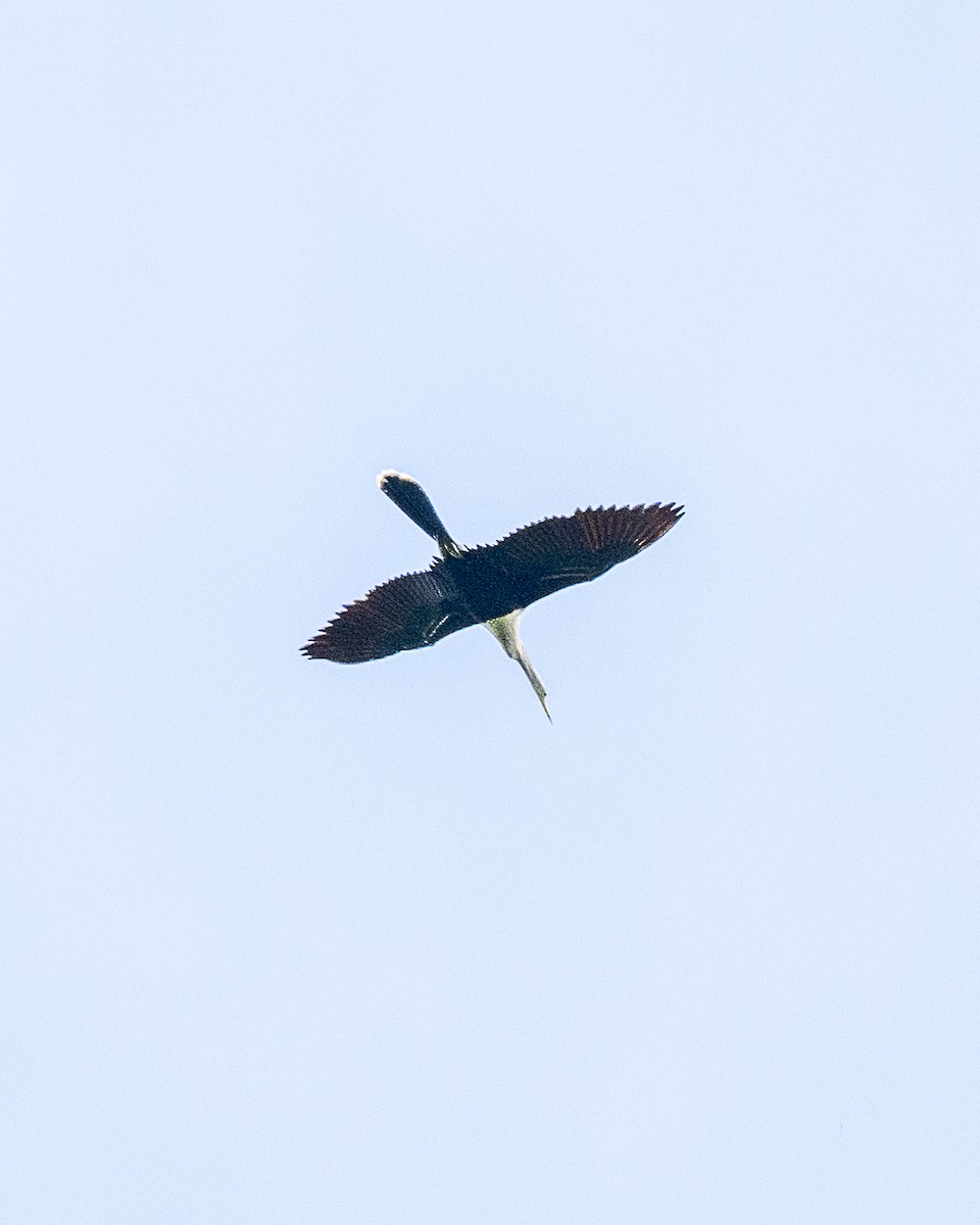 Anhinga amerikarra - ML642355538