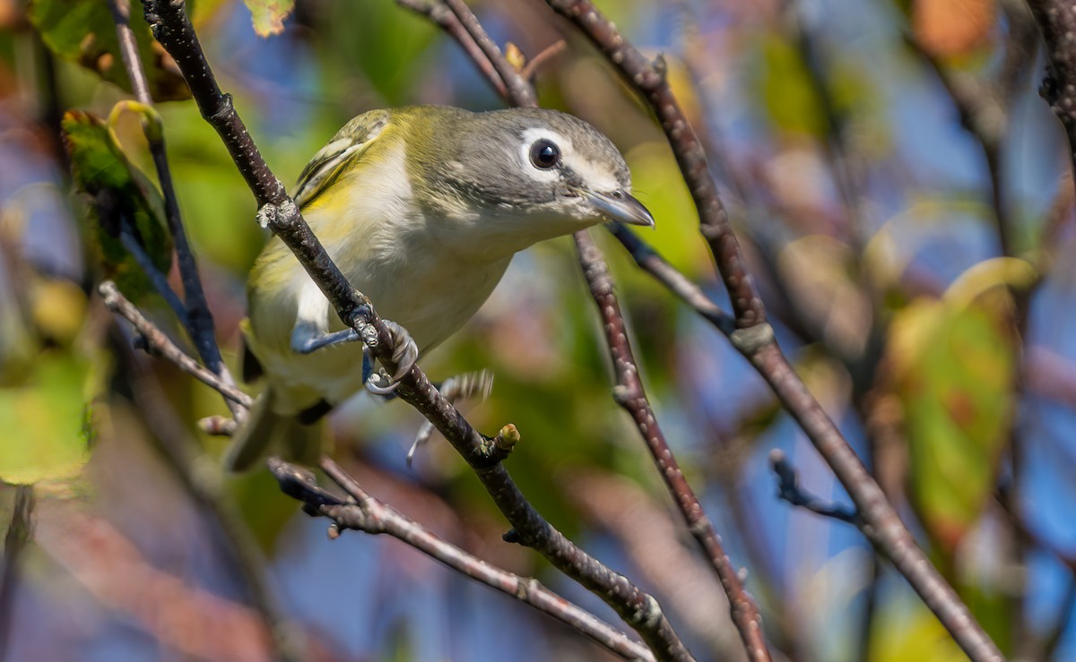 Blue-headed Vireo - ML642355552
