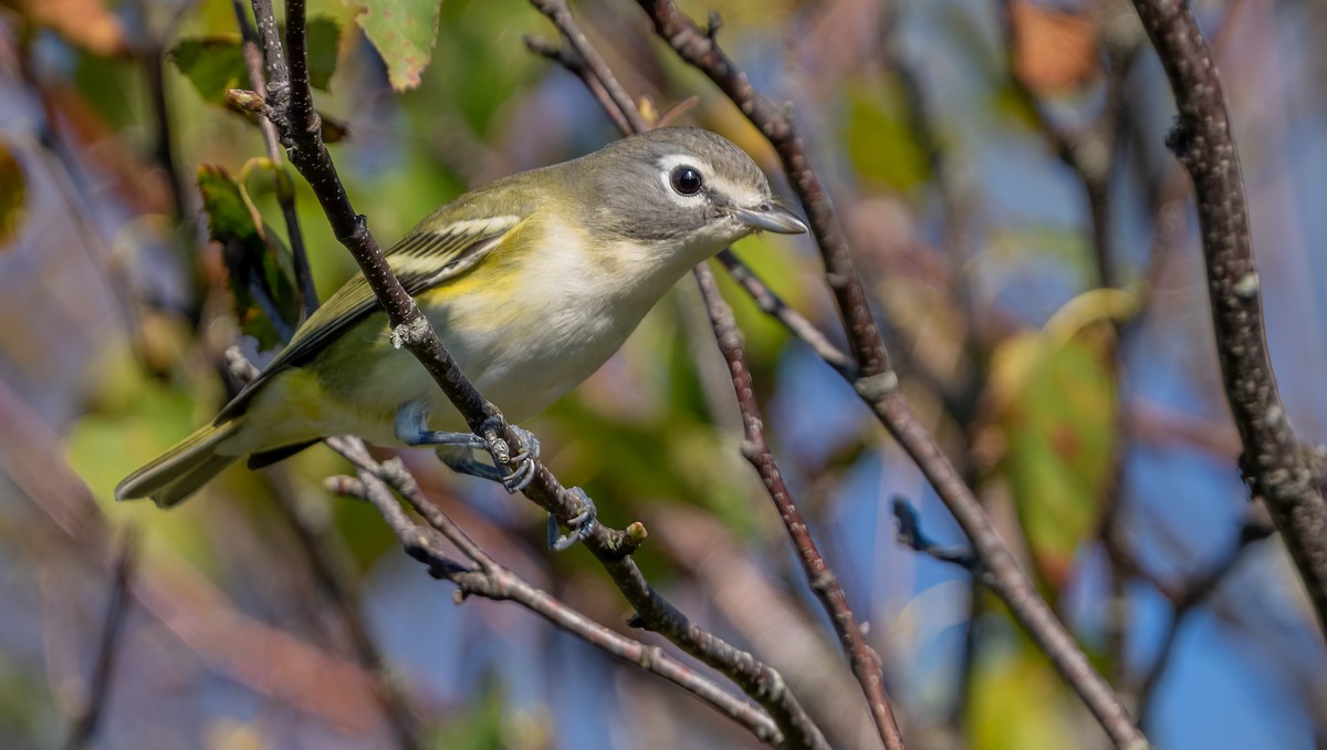 Blue-headed Vireo - ML642355553