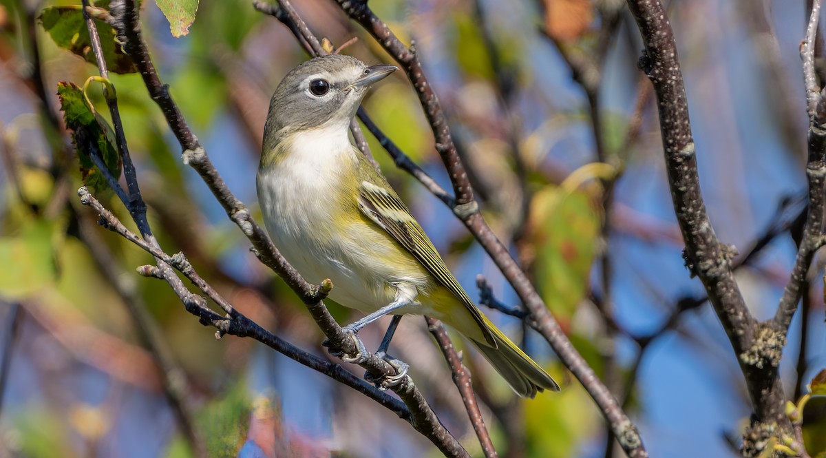Blue-headed Vireo - ML642355554