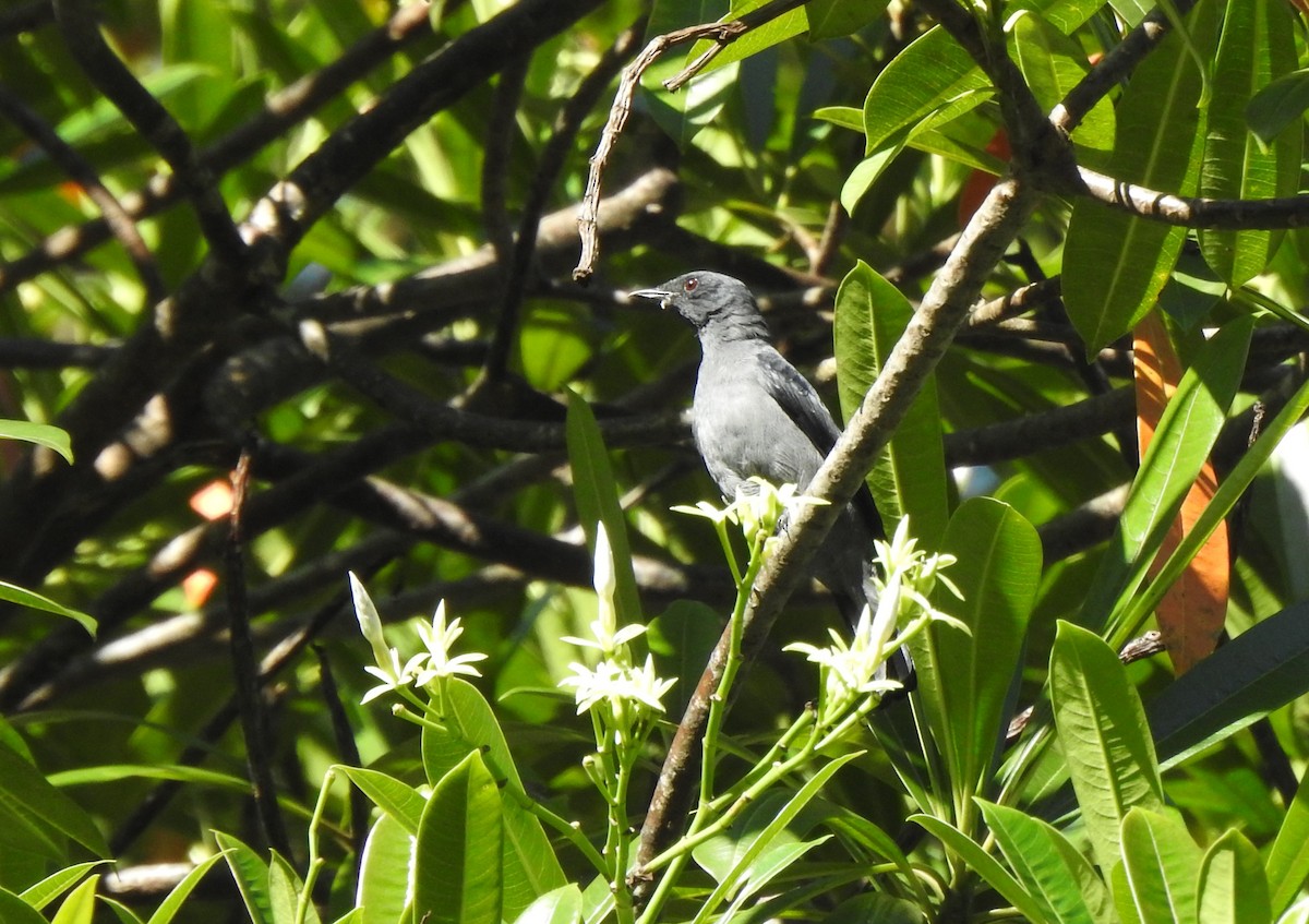 Lesser Cuckooshrike - ML642355562