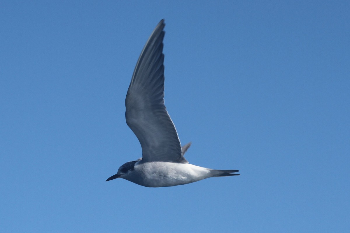 White-fronted Tern - ML642355567