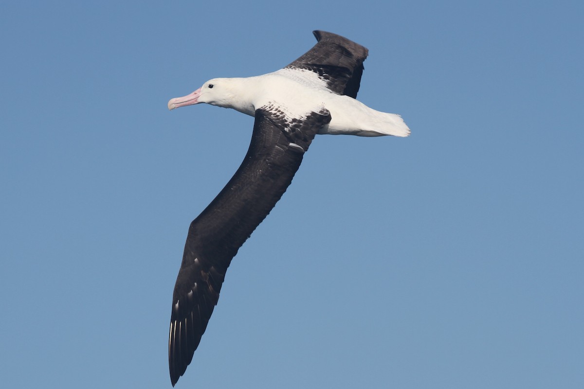 Northern Royal Albatross - ML642355598