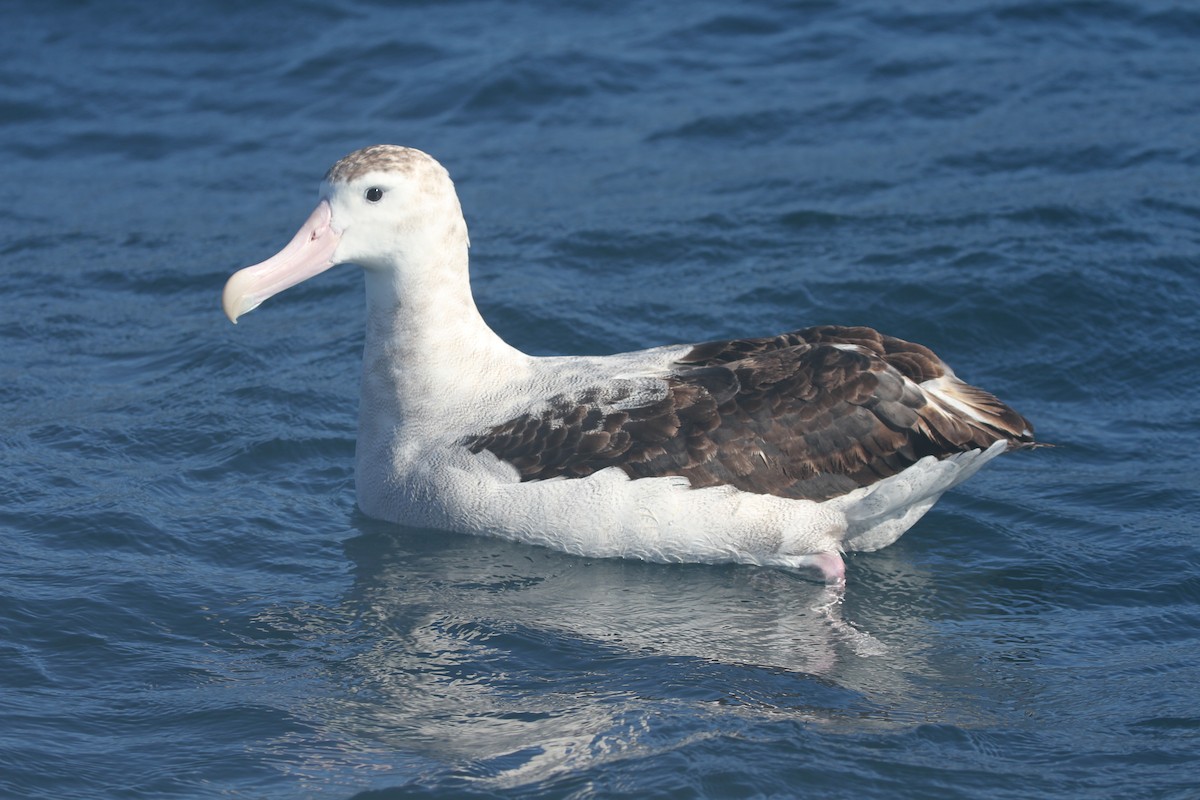 Antipodean Albatross - ML642355630