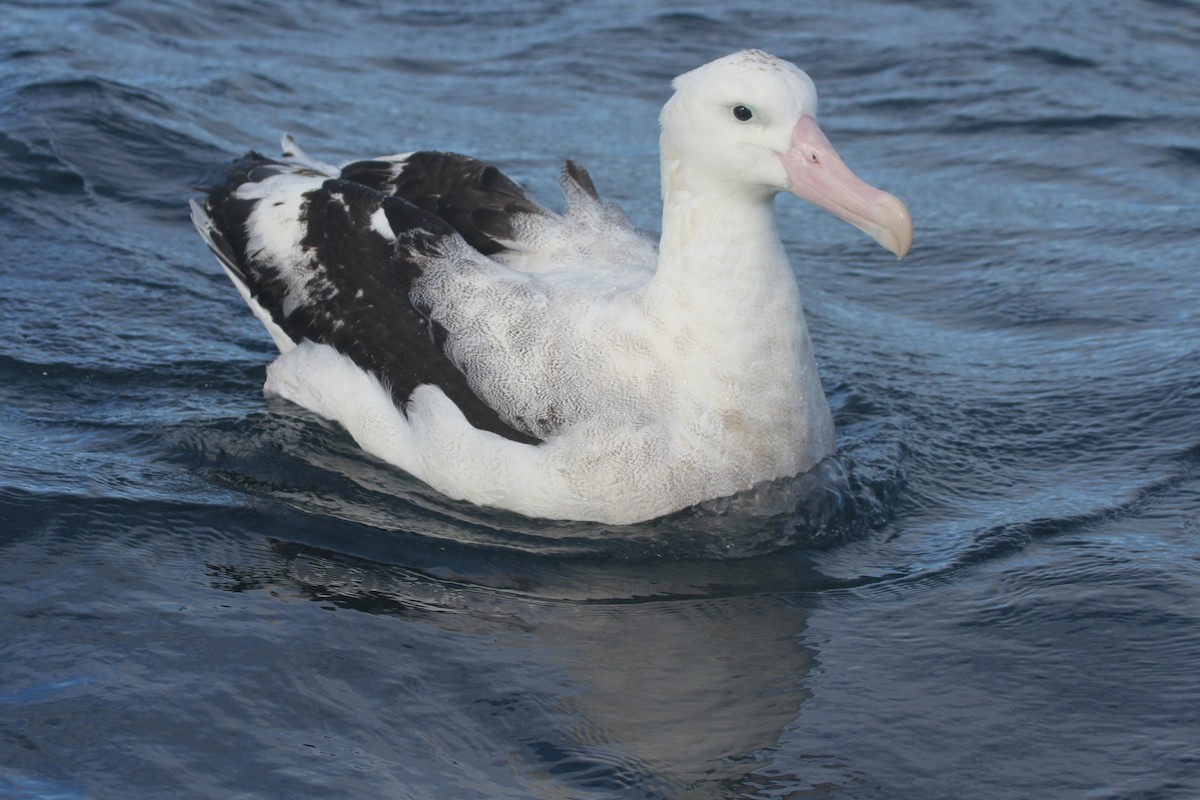 Snowy/Tristan/Antipodean Albatross - ML642355637