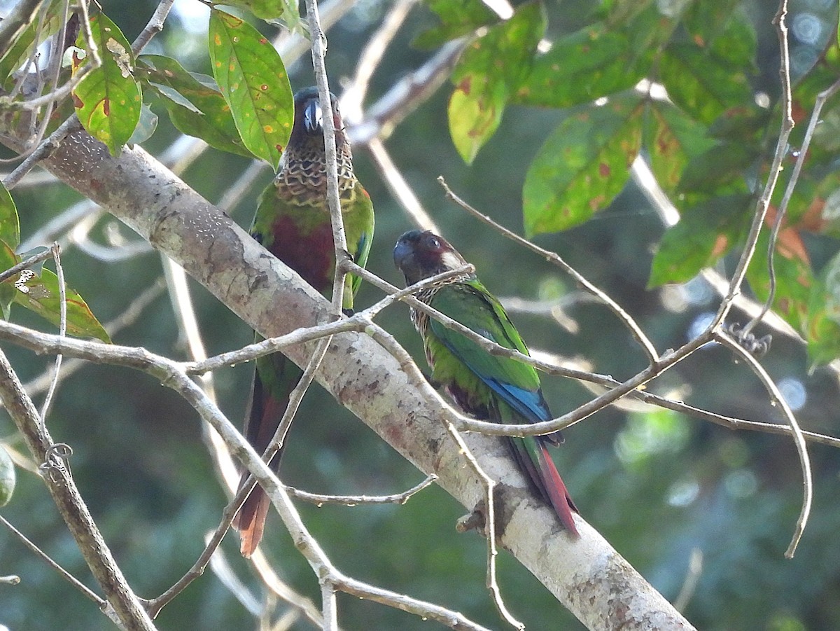 Painted Parakeet - ML642355654