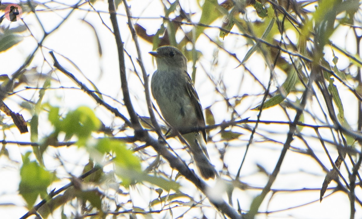 Alder/Willow Flycatcher (Traill's Flycatcher) - ML642355660
