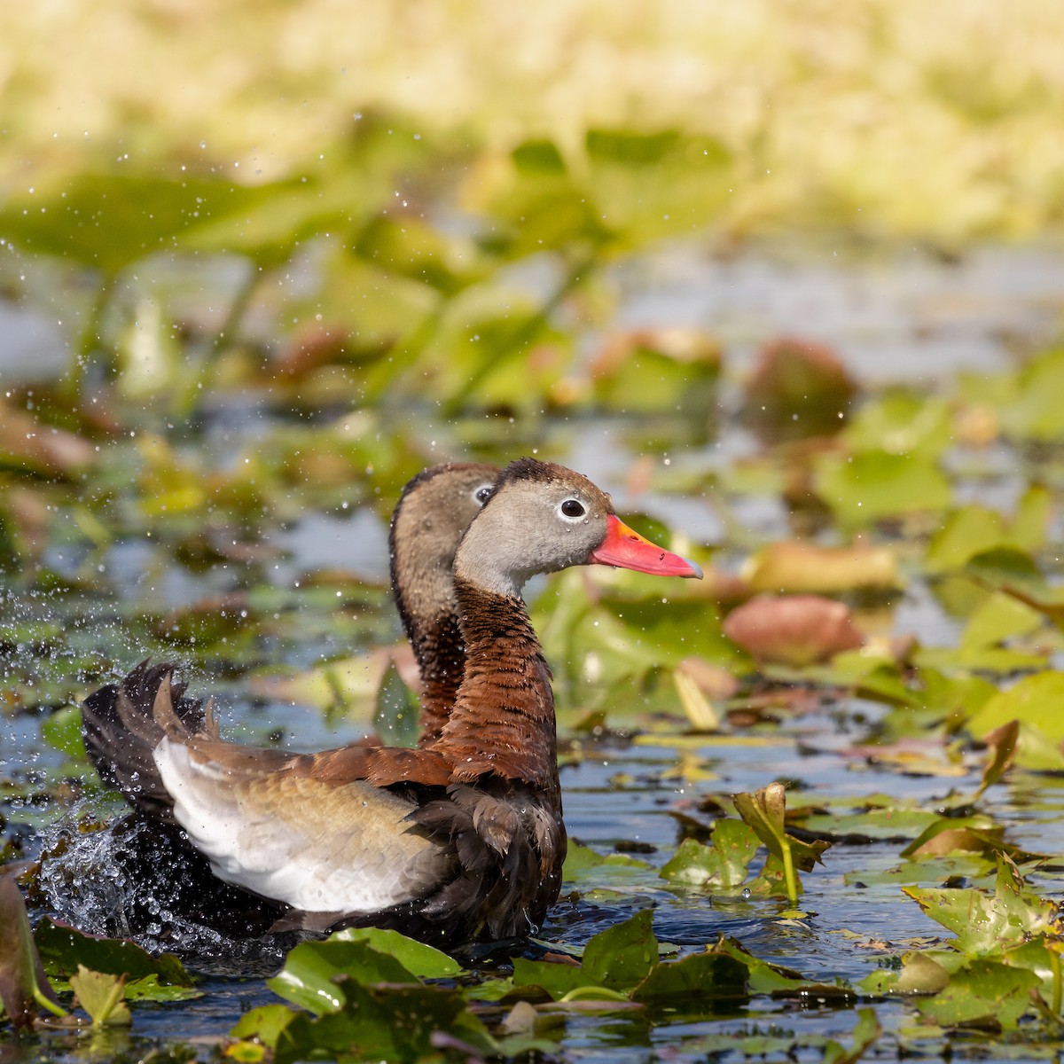 Black-bellied Whistling-Duck - ML642355662