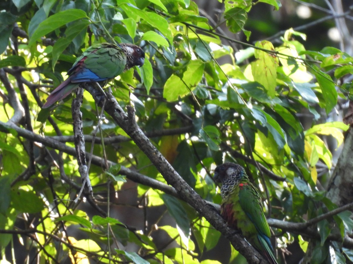 Painted Parakeet - ML642355663