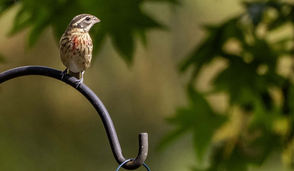 Rose-breasted Grosbeak - ML642355674