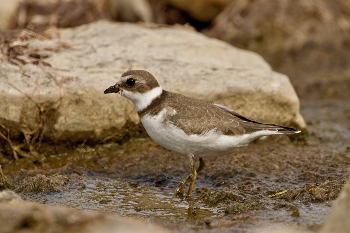 Semipalmated Plover - ML642355690