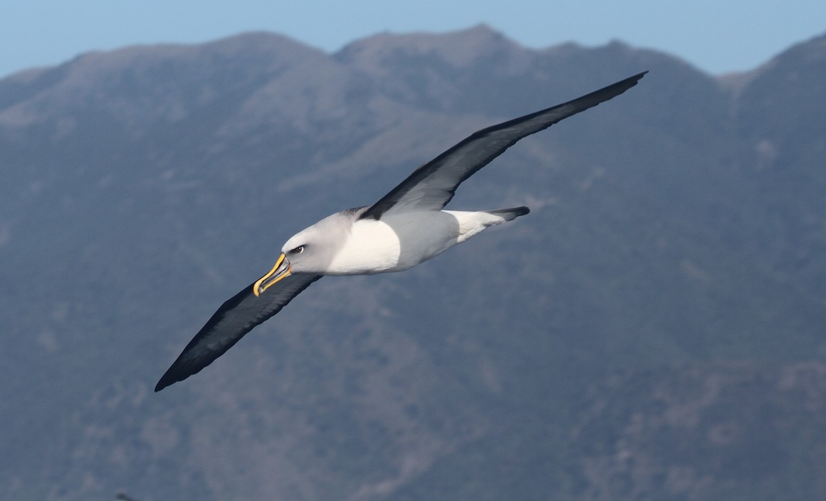Buller's Albatross - ML642355694