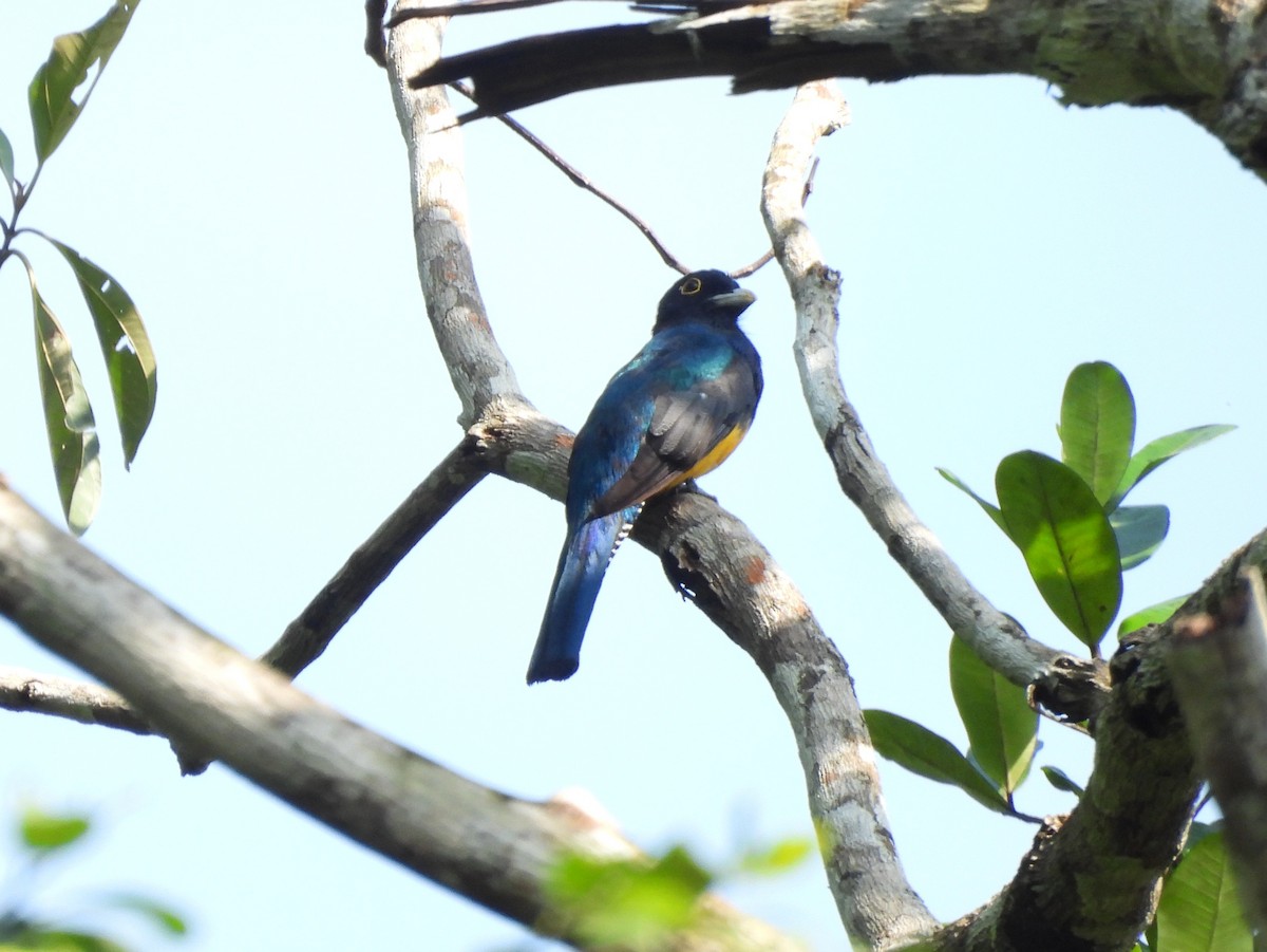 Guianan Trogon - ML642355720