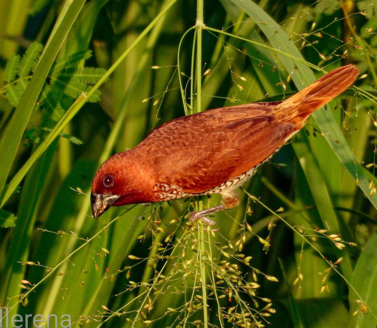 Scaly-breasted Munia - ML642355736