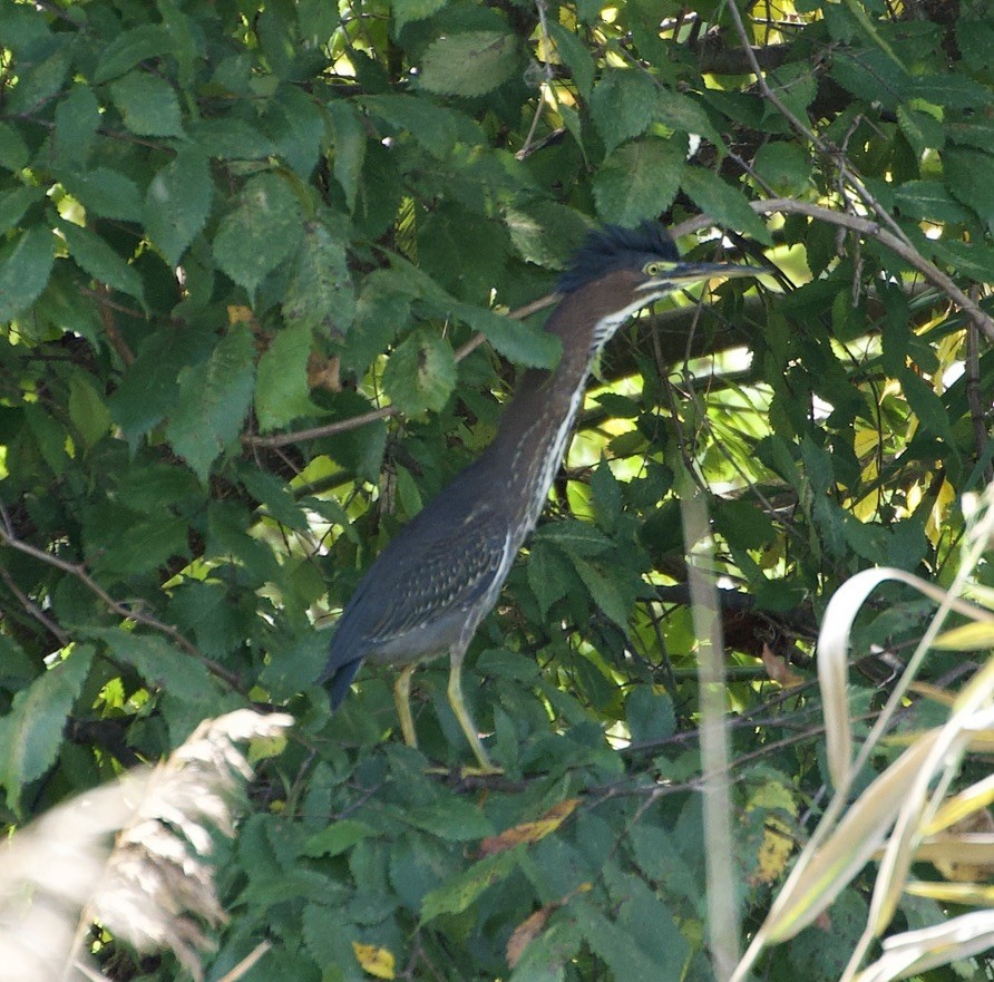 Green Heron - ML642355737